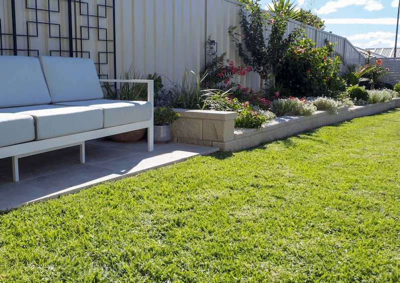 Growing Buffalo Grass In Summer