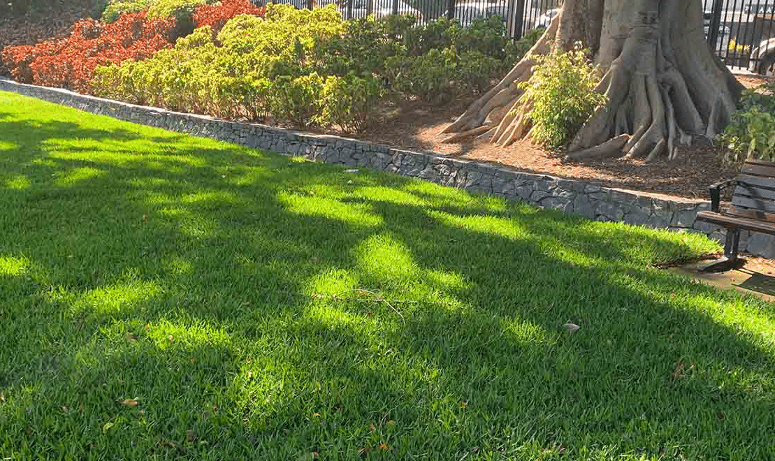 Growing Buffalo Grass in Winter Conditions