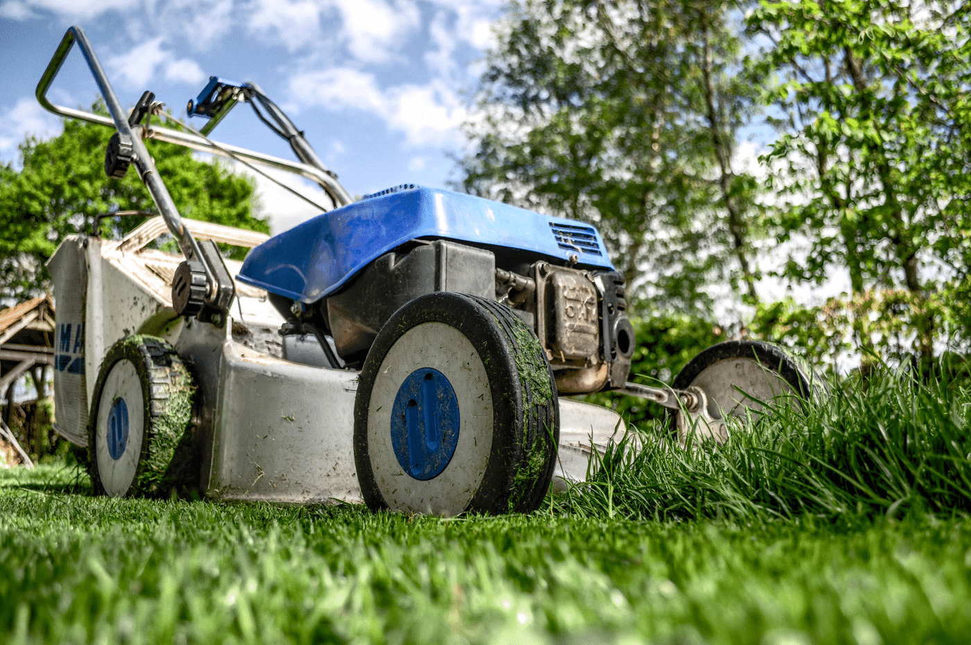 Mowing Buffalo Turf To Avoid Lawn Weeds