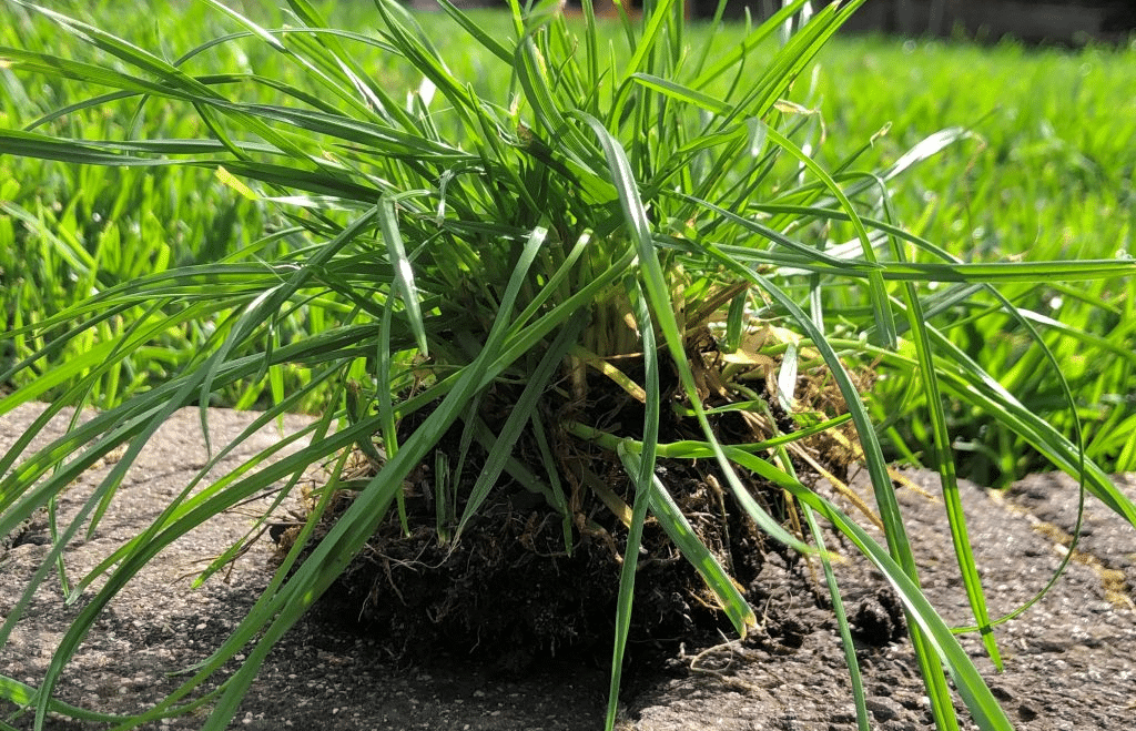 Weeds In Buffalo Grass