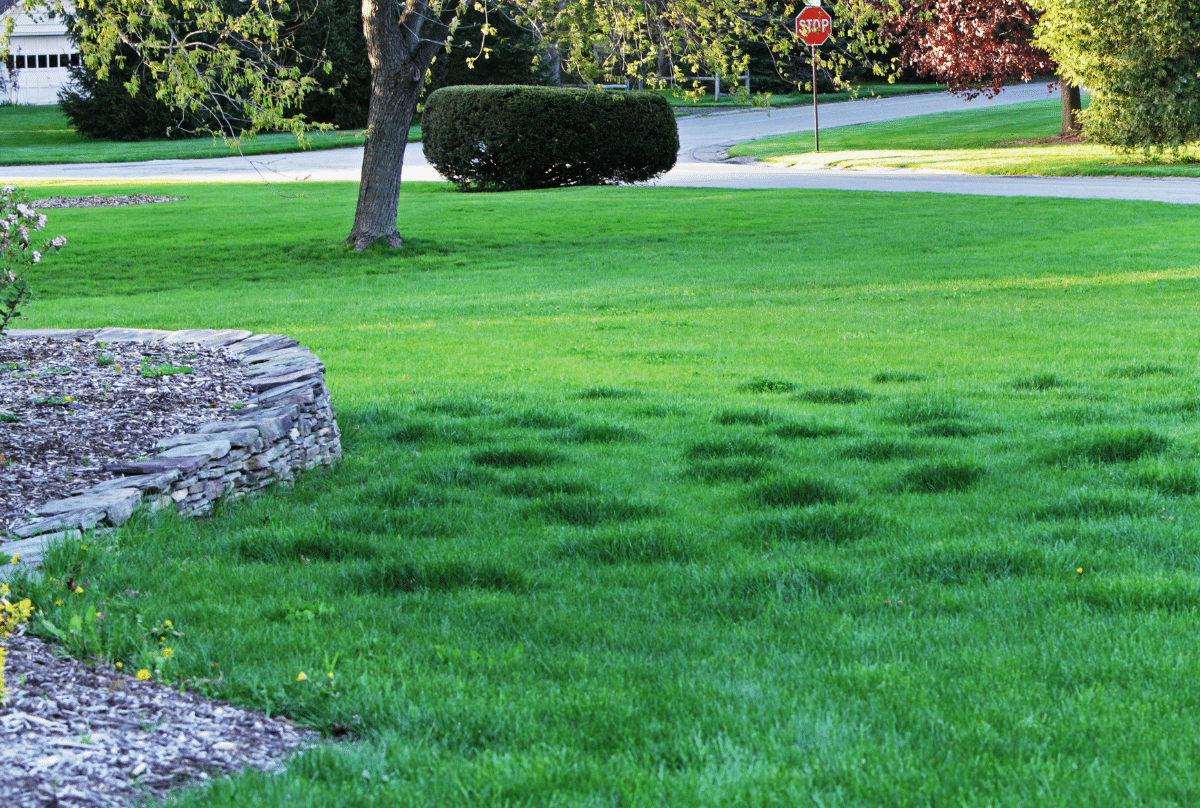 Bumps & Lumps in Lawn