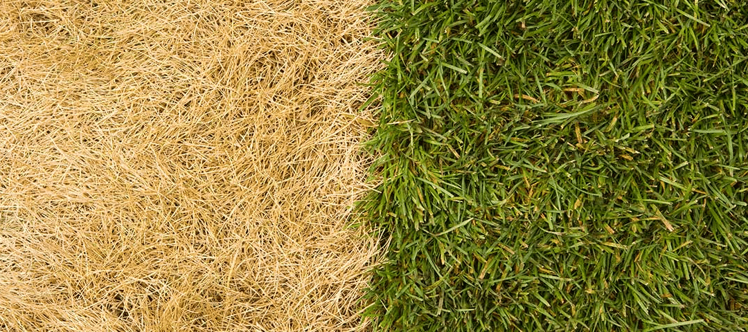 How To Get Grass To Grow On A Damaged Lawn
