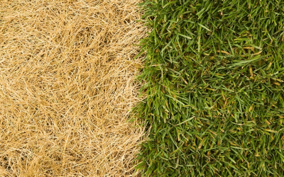 How To Get Grass To Grow On A Damaged Lawn