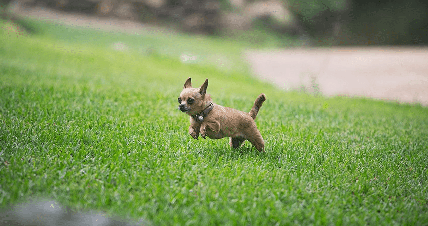 Is Walter Buffalo Grass Safe For Dogs?