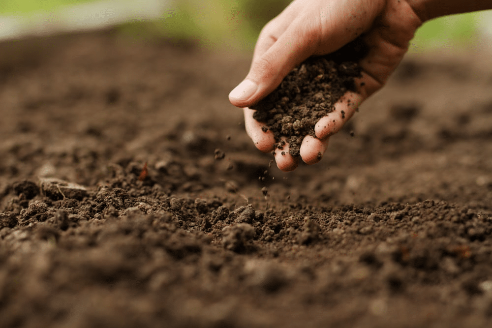 Adding Organic Matter to Sandy Soil