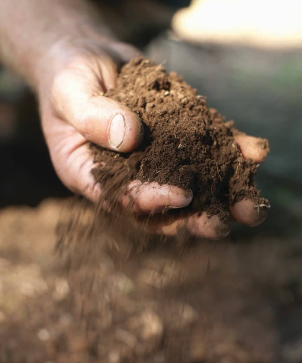 Choose a sandy loam soil