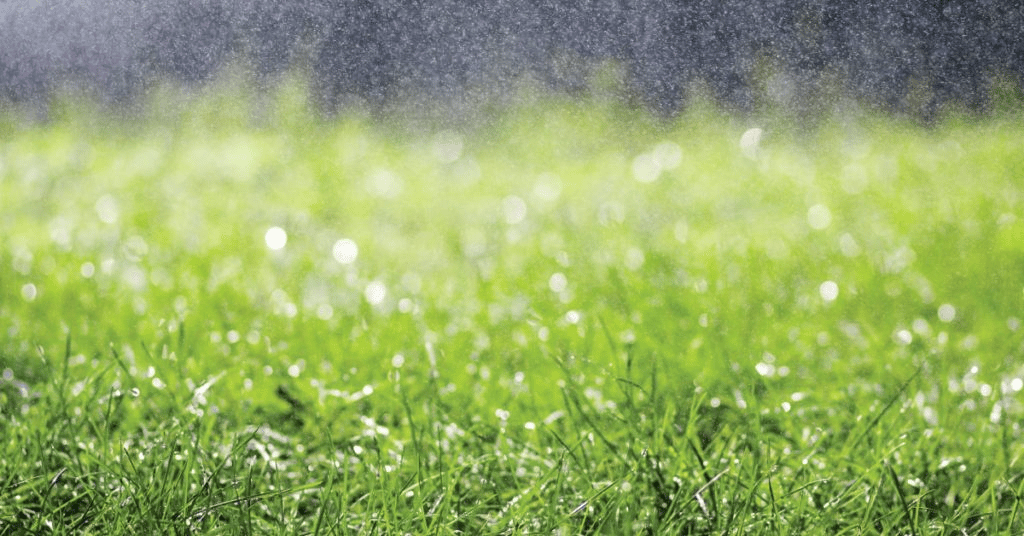 Lawn Care After Heavy Rain