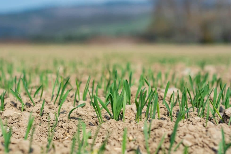 How To Grow Grass In Sandy Soil: A Homeowner Grower's Guide