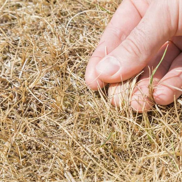 How To Tell – Dormant Grass vs Dead Grass