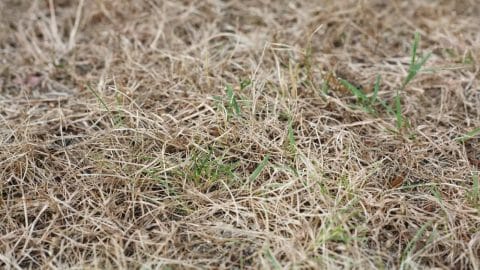 How to Revive Your Dead Grass - Simple, Step by Step Action Guide