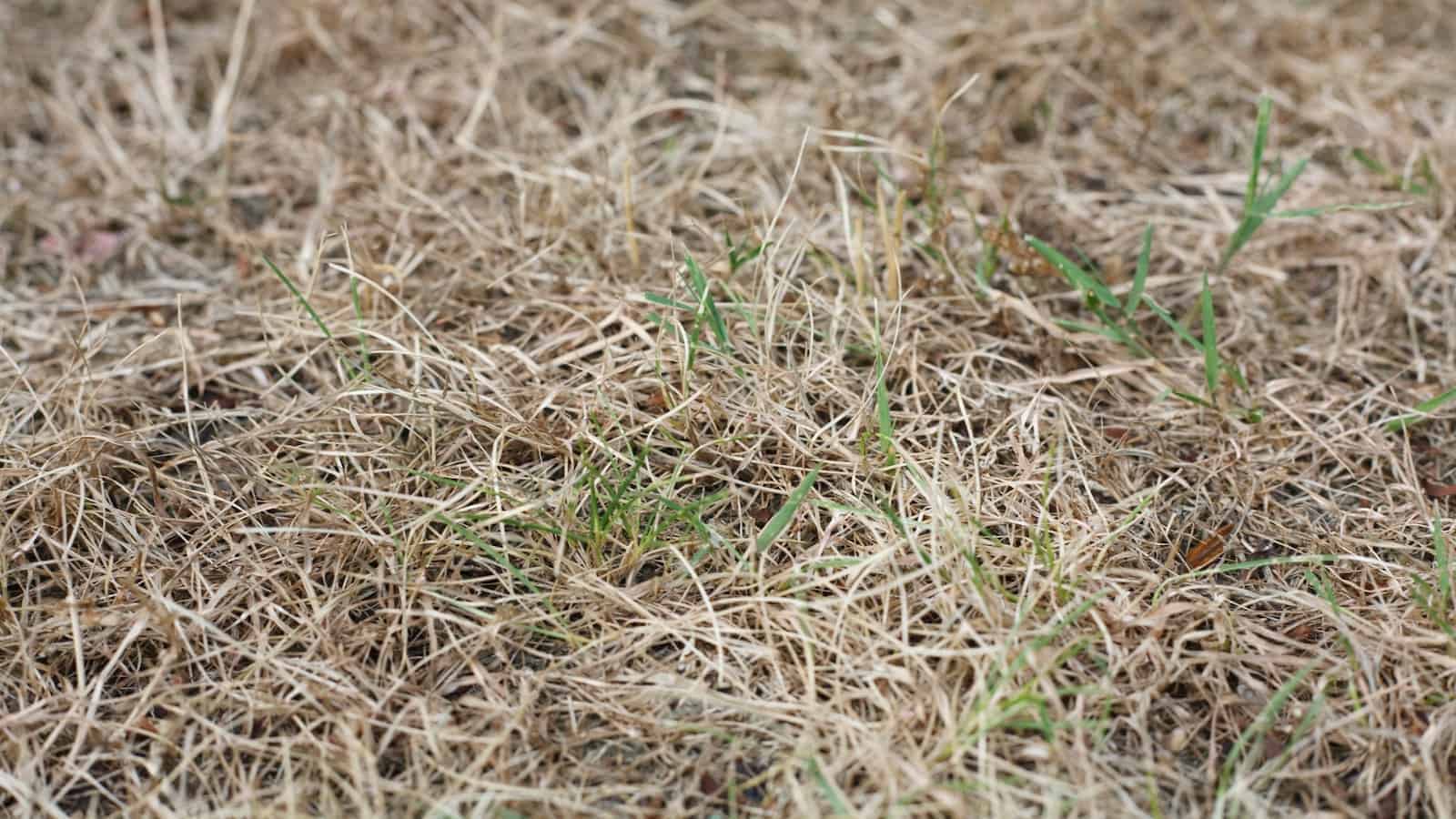 Dormant Grass vs Dead Grass