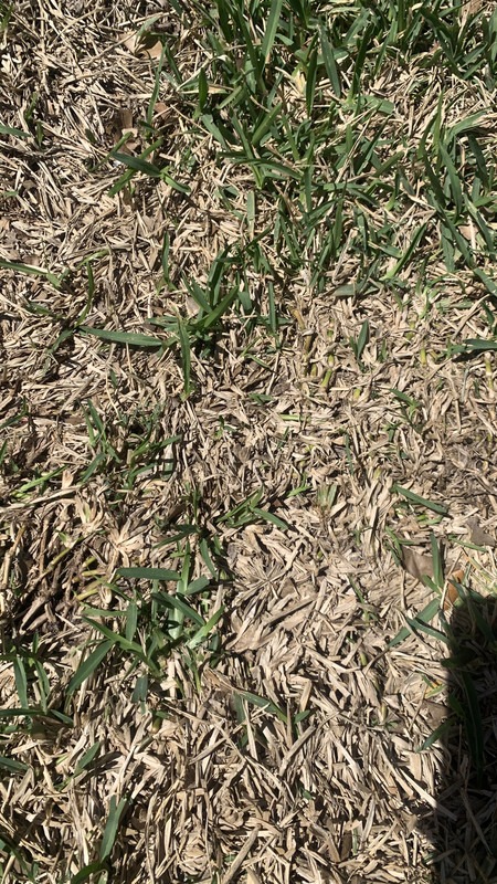 How to tell if lawn is dead or dormant