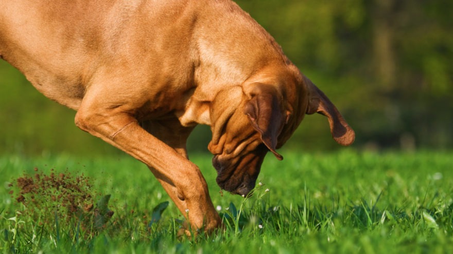 Stop your dog from digging by placing obstacles and digging deterrents