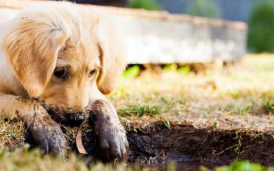 How to Stop Dog Digging Up Lawn