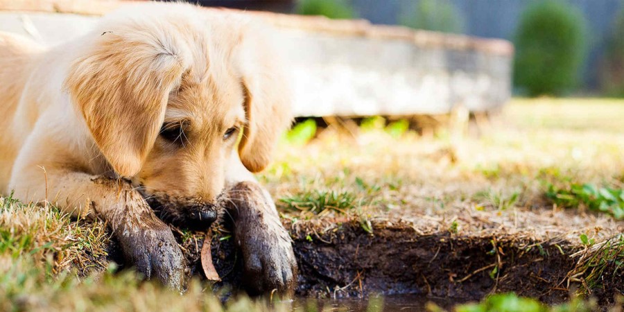 Dog Digging Problem