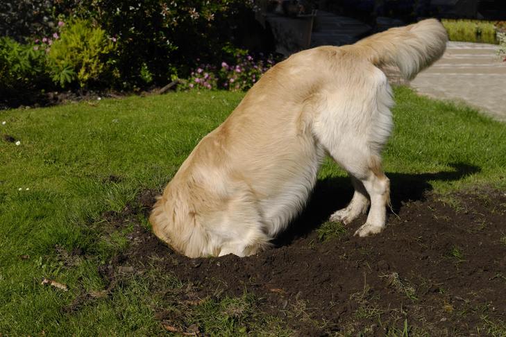 Why do dogs always dig up lawns