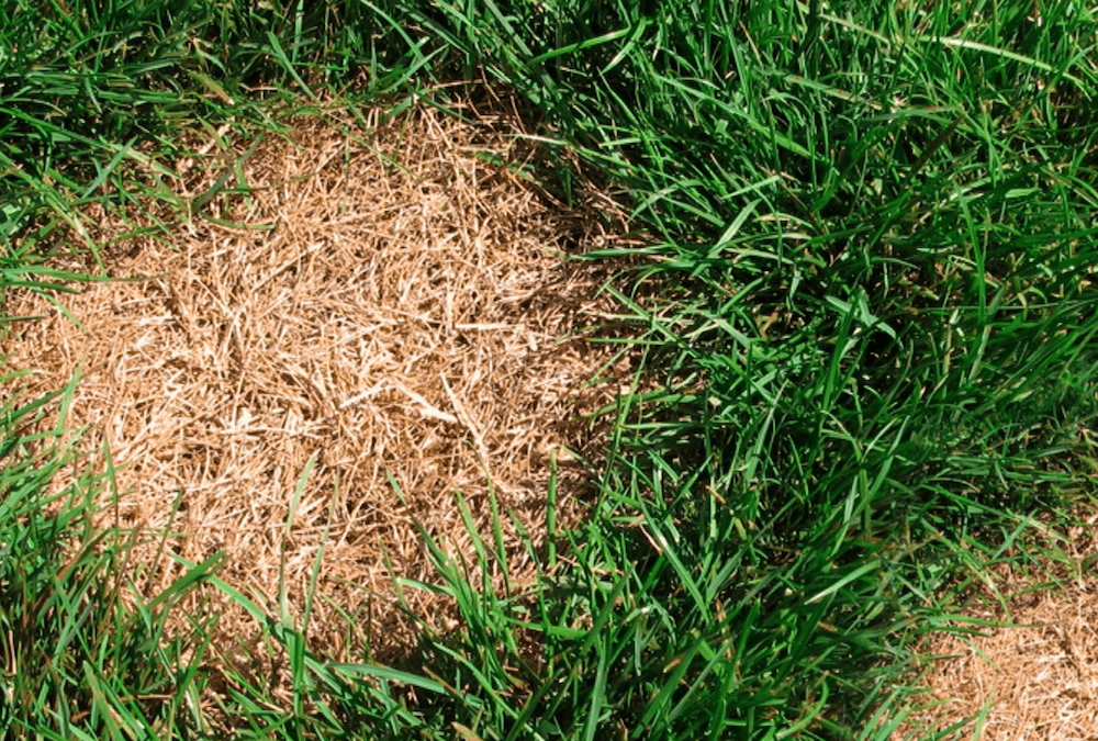 How To Fix Dry Grass Spots