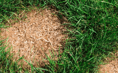 How To Fix Dry Grass Spots