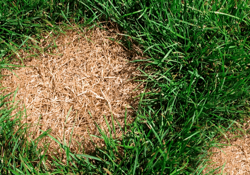 How To Fix Dry Grass Spots