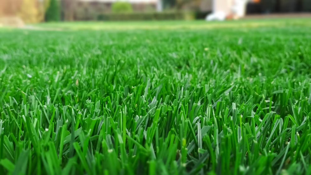 How To Your Make Lawn Thicker