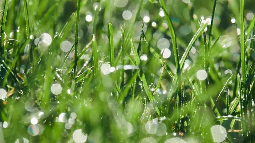 Apply Fertiliser on your Lawn After Rainfall