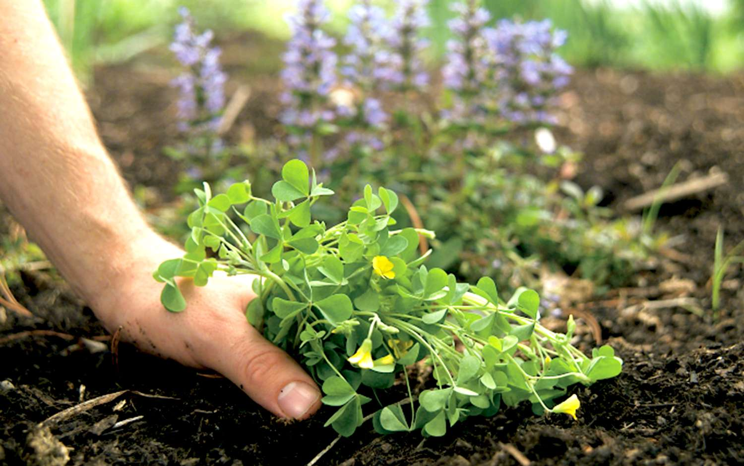Identifying The Weeds In Your Garden