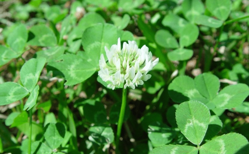 White Clover Lawn Weed