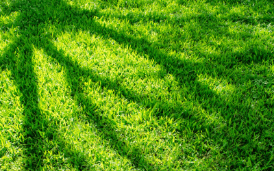 The Ultimate Guide To Shade Tolerant Turf In Australia