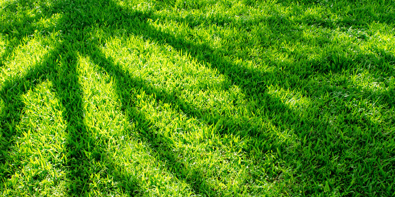 The Ultimate Guide To Shade Tolerant Turf In Australia