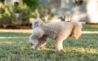 5 Practical Tips to Prevent Dog Pee Killing Grass