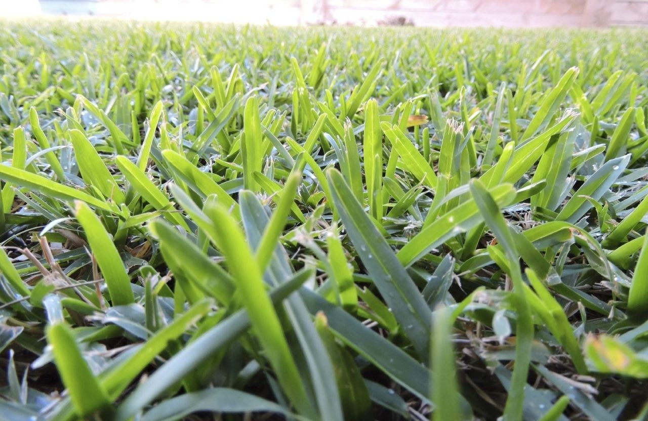 Soft Leaf Buffalo Grass Australias Most Popular Lawn 