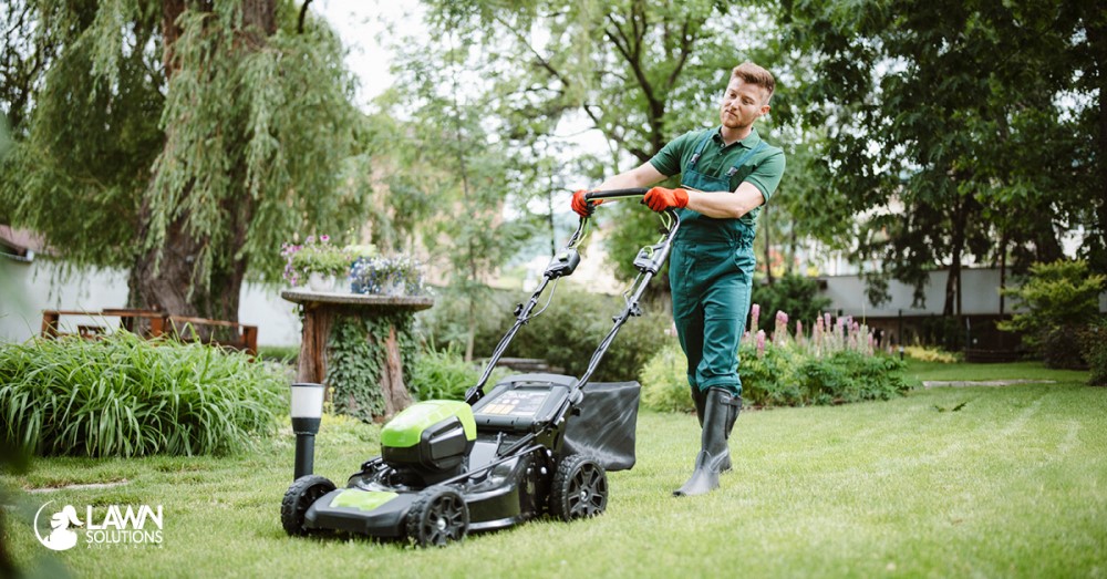 Comaring mowing requirements for Sir Walter vs Sapphire Buffalo