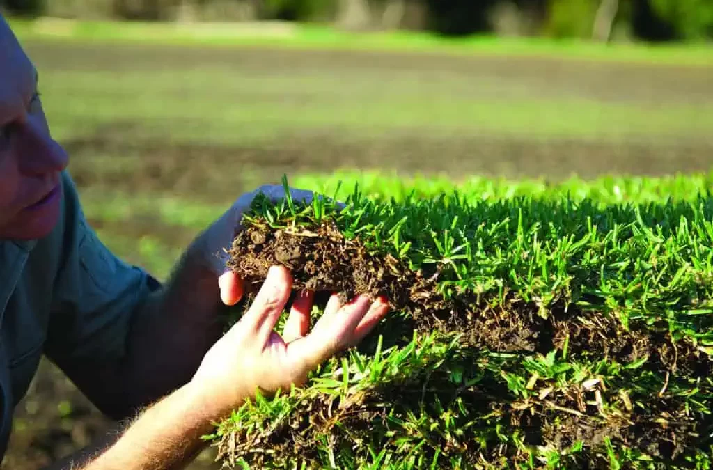 How To Thicken Your Lawn For A Lush Green Yard