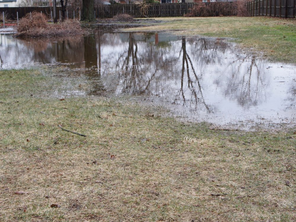Homeowner using a garden fork to aerate and drain excess water from a flooded lawn