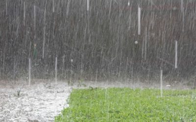 How To Recover A Lawn After Flooding