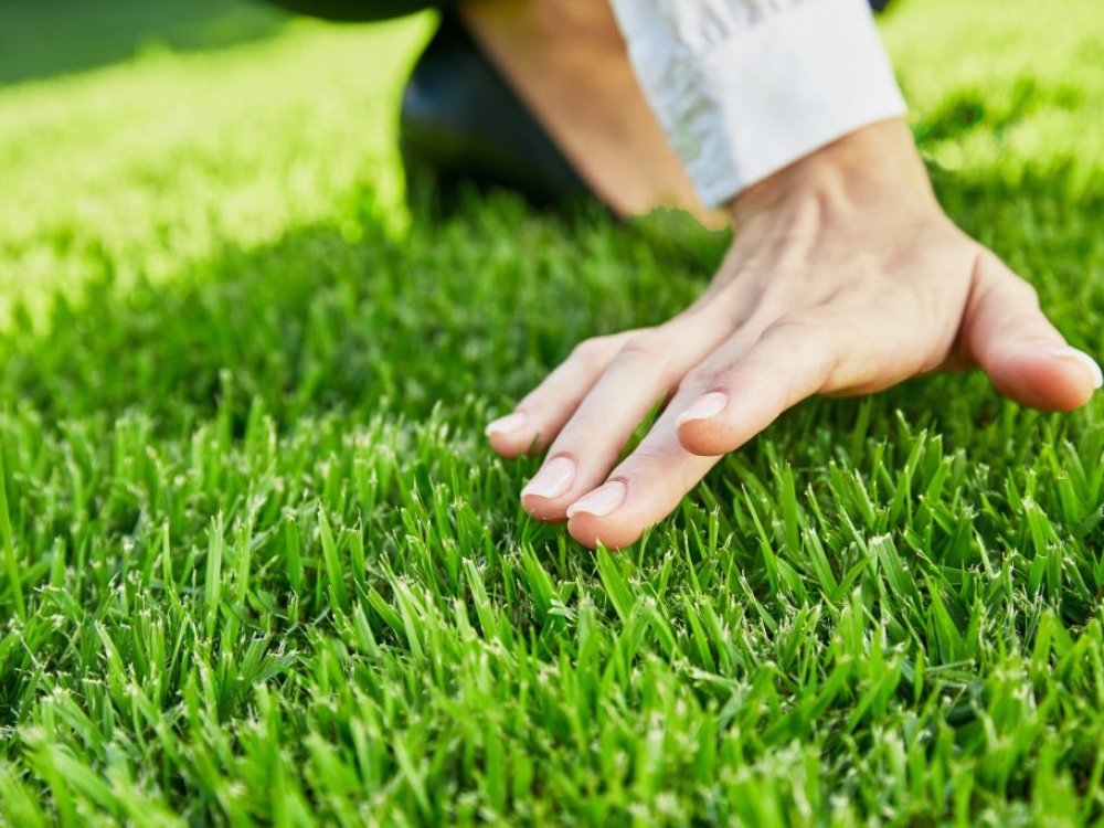 Good lawn care practices for a thick lawn