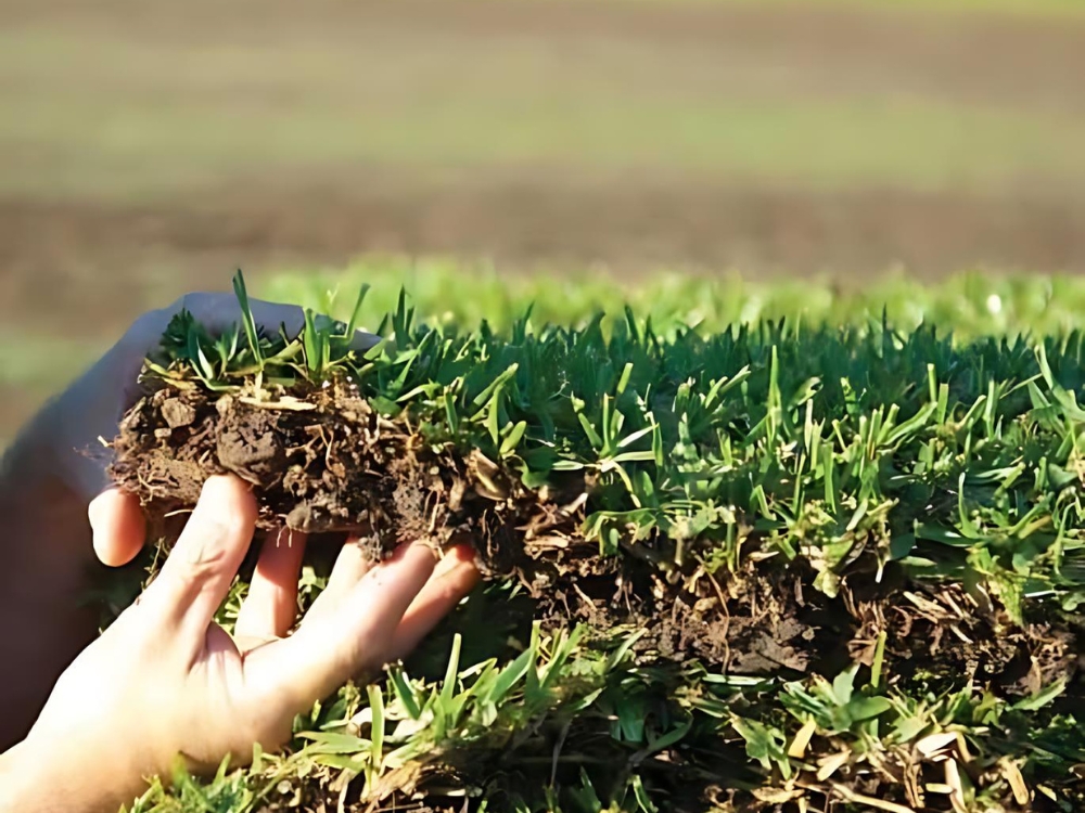 HOW TO THICKEN YOUR LAWN FOR A LUSH GREEN AUSSIE YARD