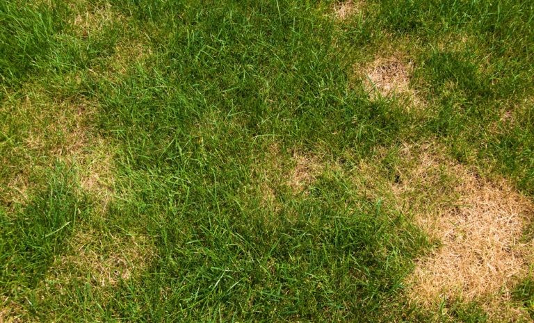 Why Is My Zoysia Grass Dying? Common Causes and Solutions to Revive It