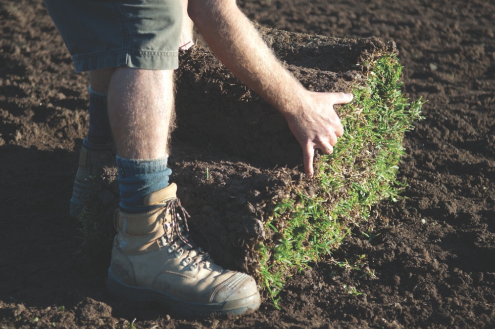 What is the Best Grass for a Lawn? A Complete Guide to Top Choices 12 Establishing-Your-New-Lawn