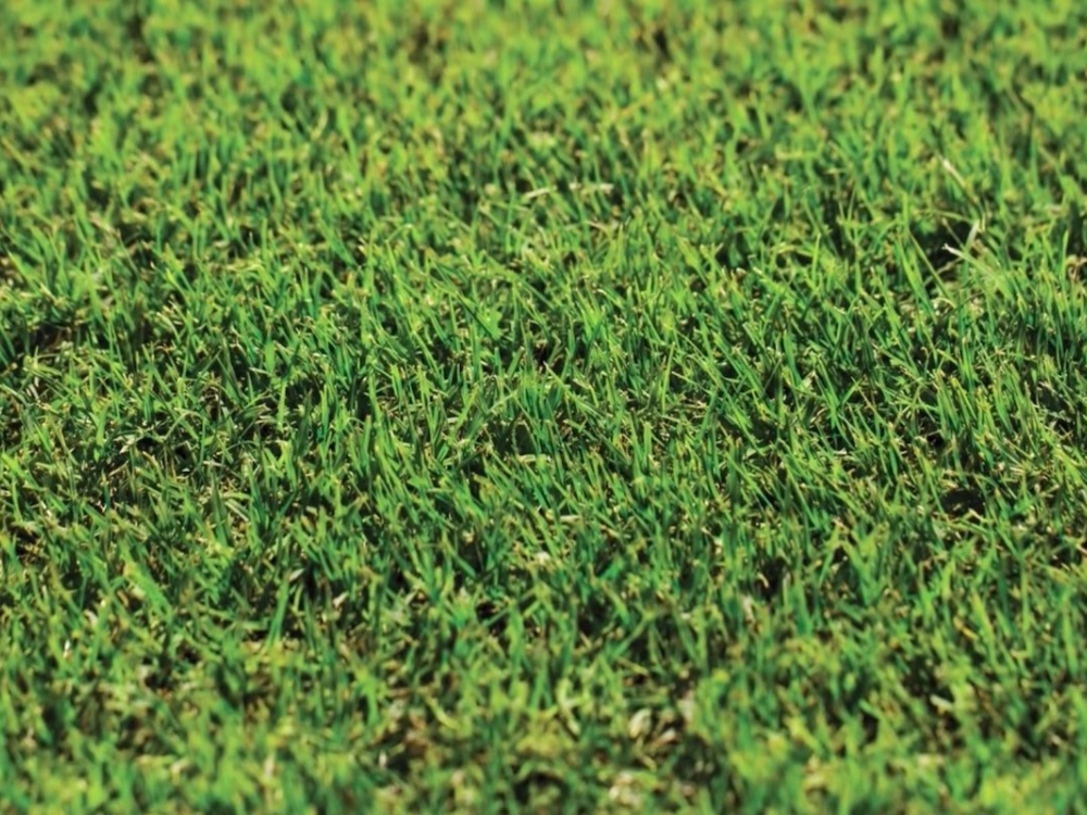 Nullarbor Couch is a highly resilient Couch grass variety