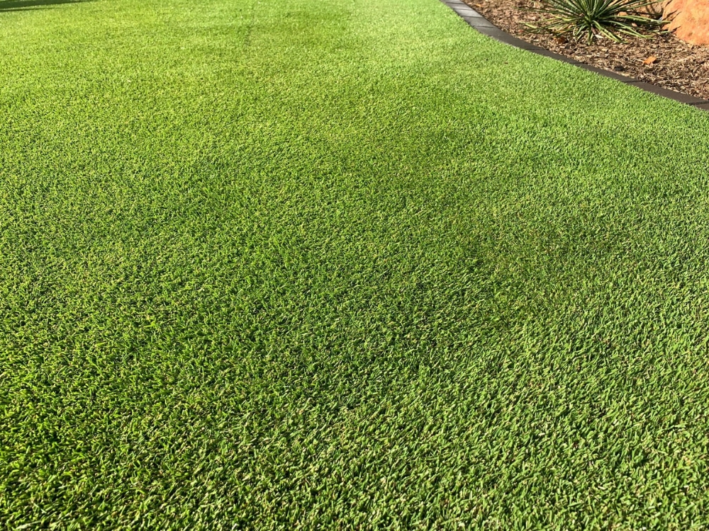 Sir Grange Zoysia is a premium Zoysia grass