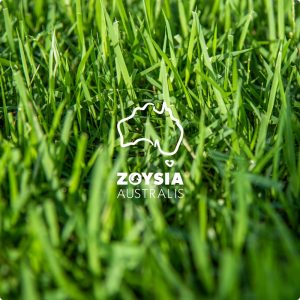 Zoysia Australis Lawn Solutions Australia