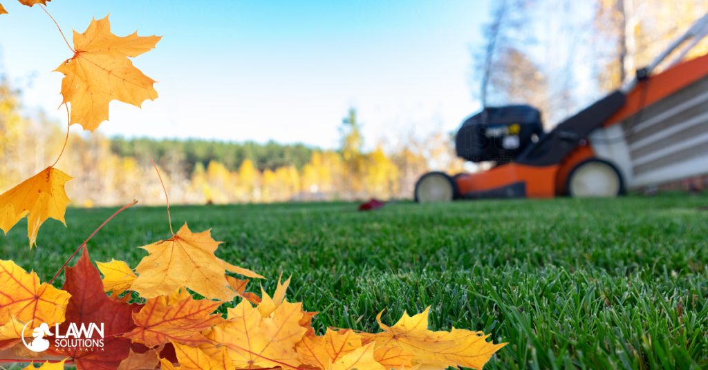 Autumn Lawn Care