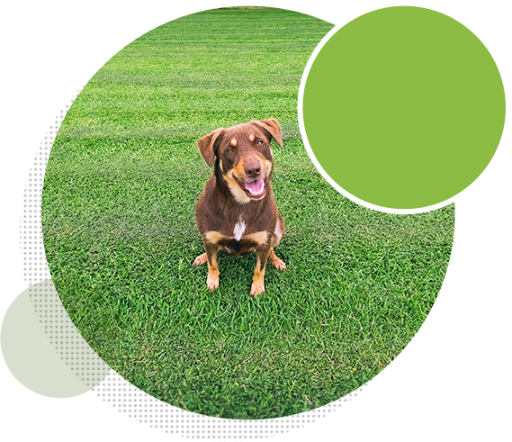 Buy Turf Online Business Accounts Buy Turf Online Business Accounts