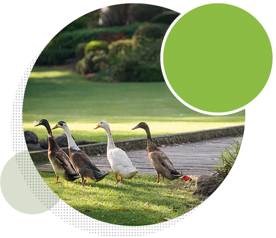 Buy Turf Online supplies LSA turf varieties Buy Turf Online supplies LSA turf varieties