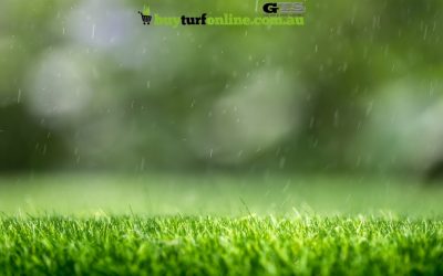 Keeping Your Lawn Green and Healthy During the Summer Heat