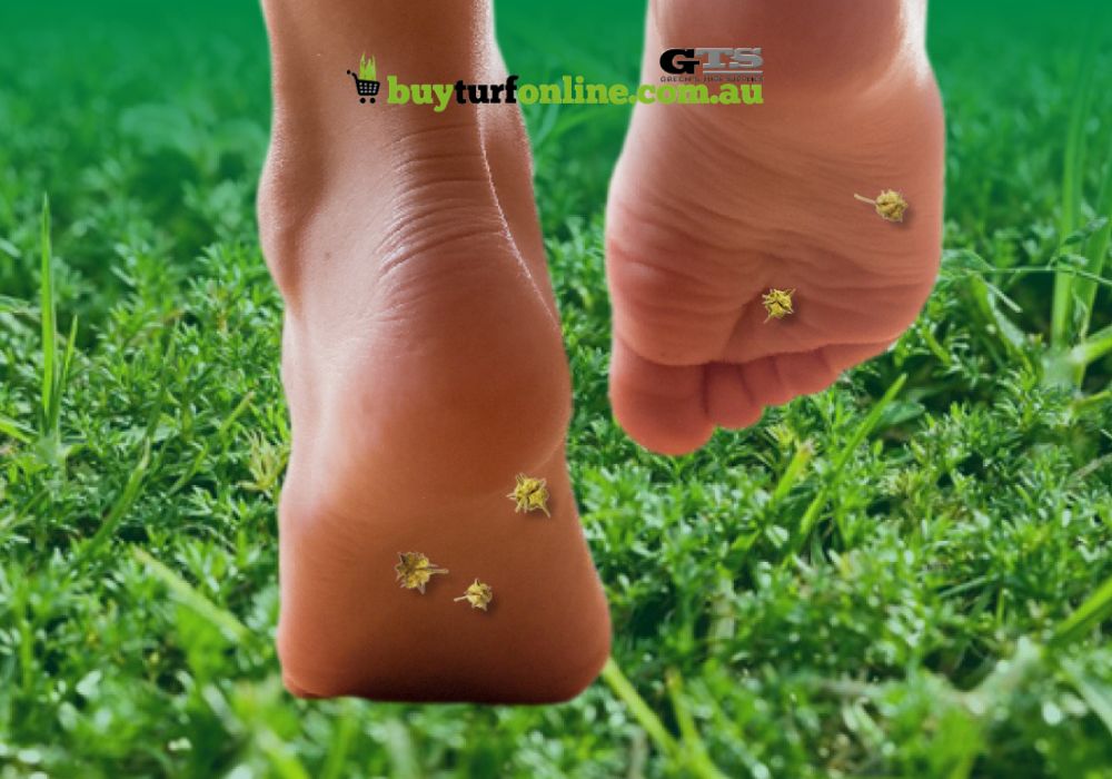 Famous for its fine spiky seed heads that turn your lawn into a minefield