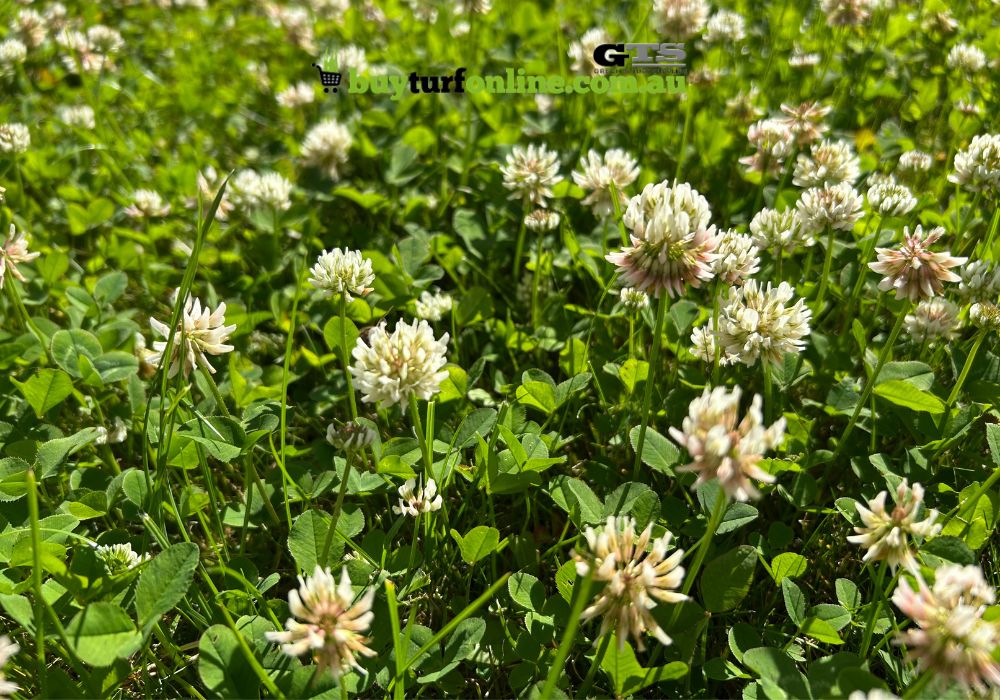 Its trifoliate green leaves and tiny white flowers are easy to spot