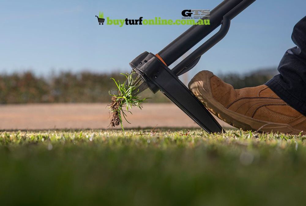 Summer Lawn Weeds: Prevention and Management