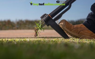 Summer Lawn Weeds: Prevention and Management